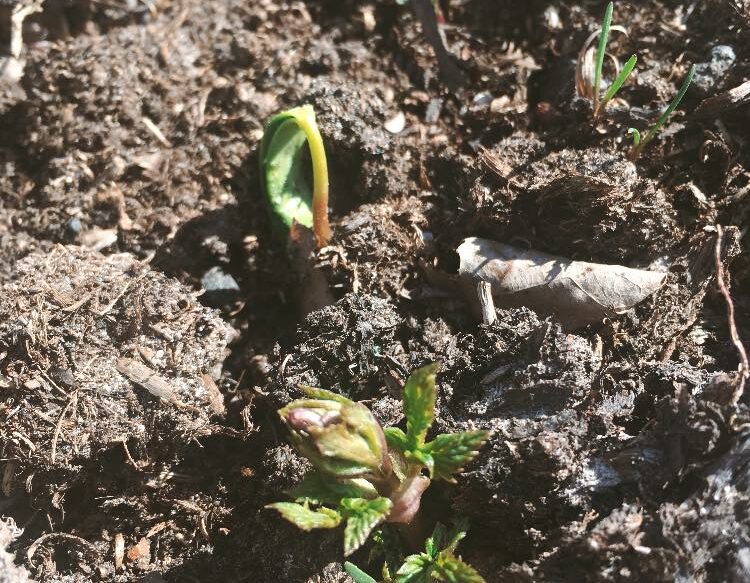 55641850_2316155601785436_4180775003341455360_n