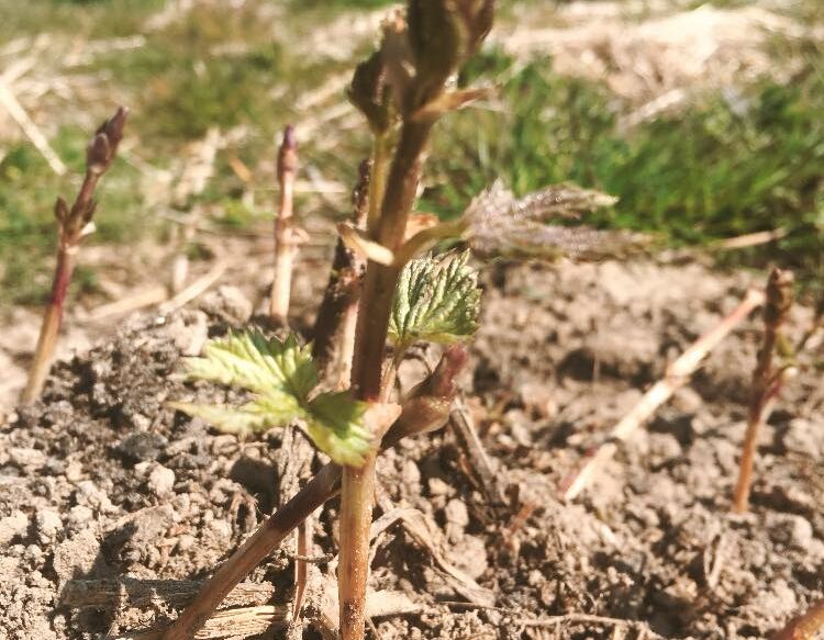 56229252_2316155771785419_8915367536782999552_n