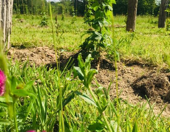 60945294_2401051949962467_5941561275141062656_n