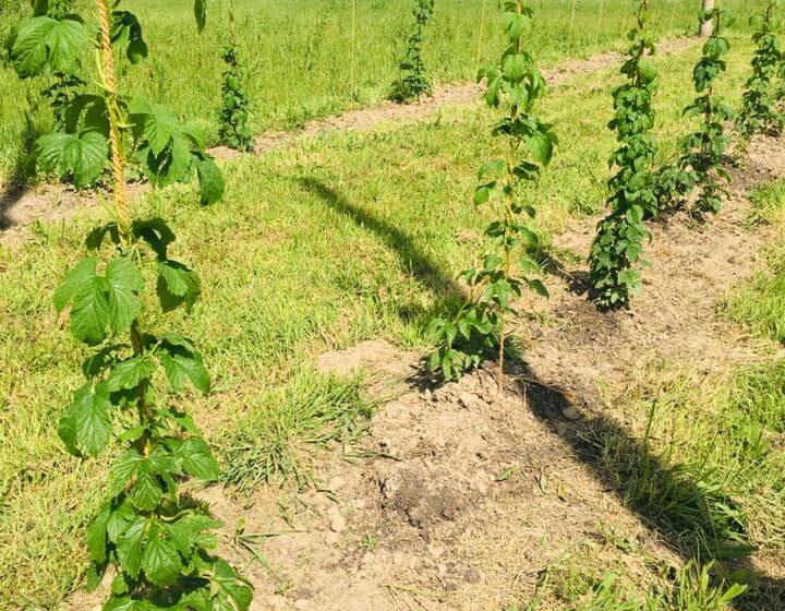 61276716_2401052259962436_8520734224955736064_n