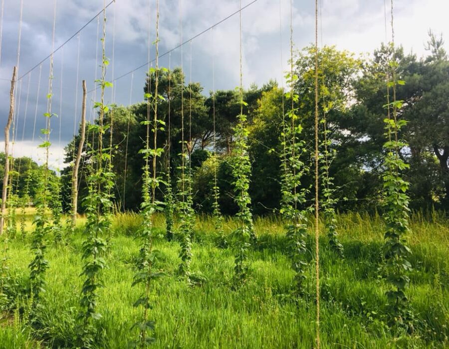 64483972_2451397228261272_4173759079774158848_n